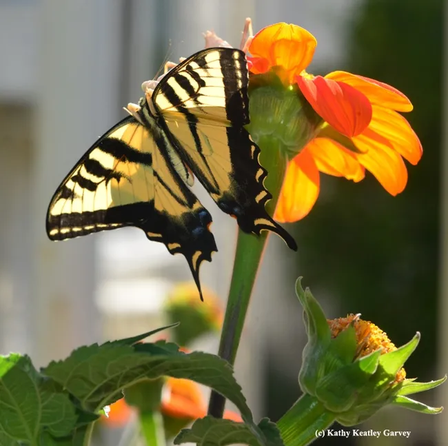The praying mantis quickly snatches a Western tiger swallowtail. (Photo by Kathy Keatley Garvey)