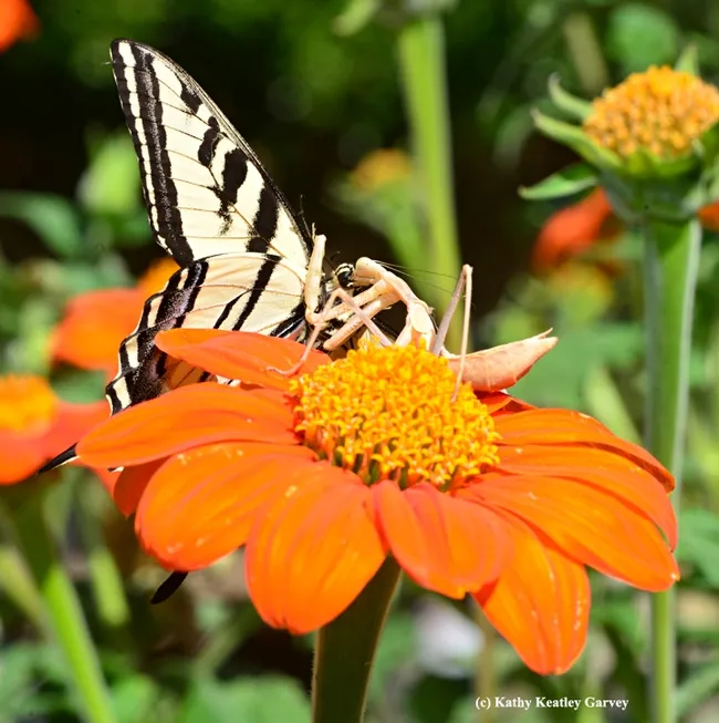Predator polishing off his prey. (Photo by Kathy Keatley Garvey)