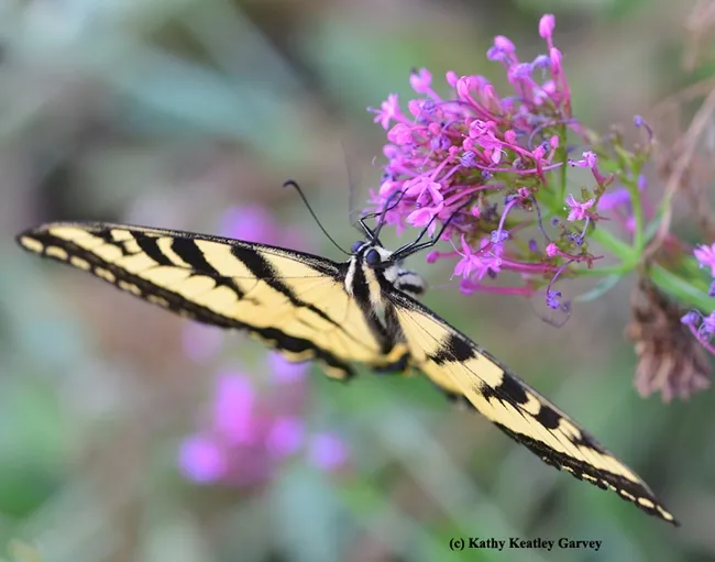 The Western tiger swallowtail swoops down for a little nectar on Jupiter's beard. (Photo by Kathy Keatley Garvey)
