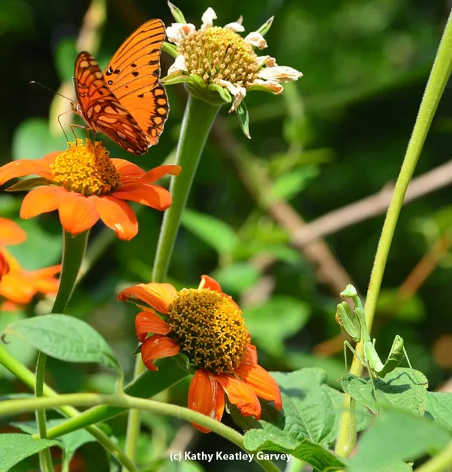 A praying mantis eyes a Gulf Fritillary butterfly. (Photo by Kathy Keatley Garvey)