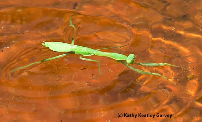 A praying mantis "wetting," er, "whetting" his appetite. (Photo by Kathy Keatley Garvey)