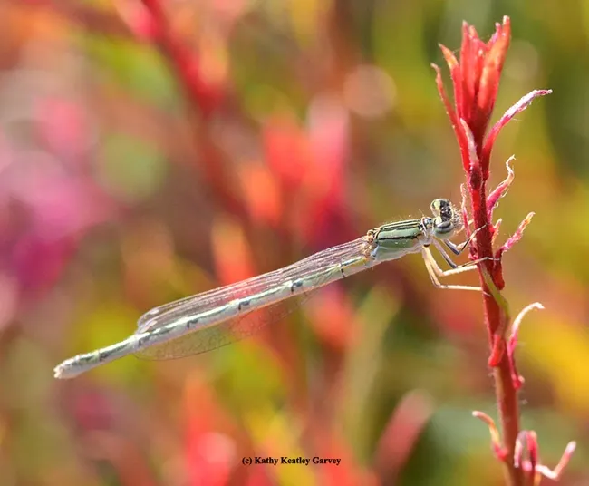 Damselfly resting in the garden. (Photo by Kathy Keatley Garvey)