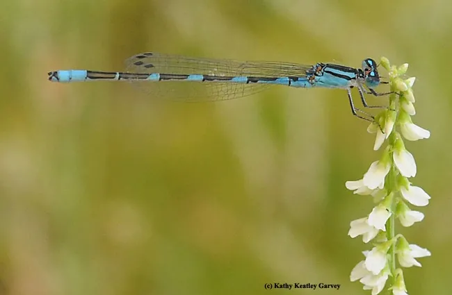 A blue damsefly brightens the garden. (Photo by Kathy Keatley Garvey)