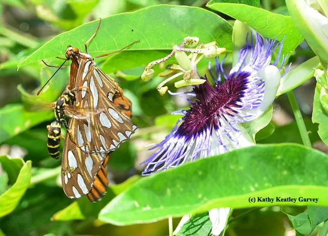 A European paper wasp attacks a crippled Gulf Fritillary. (Photo by Kathy Keatley Garvey)