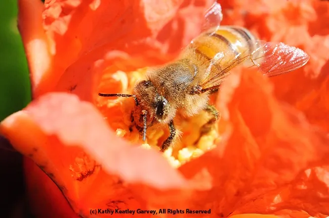 Honey bee on pomegranate blossom. (Photo by Kathy Keatley Garvey)