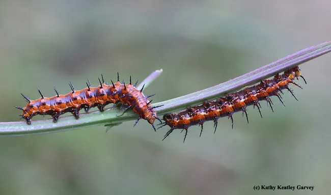 Two Gulf Fritillary caterpillars meet on a stem after having munched all the leaves. (Photo by Kathy Keatley Garvey)