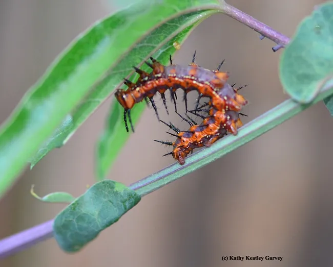 Gulf Frit catepillar does an end run. (Photo by Kathy Keatley Garvey)