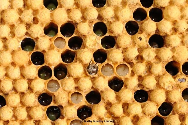A drone (male bee) emerging. (Photo by Kathy Keatley Garvey)