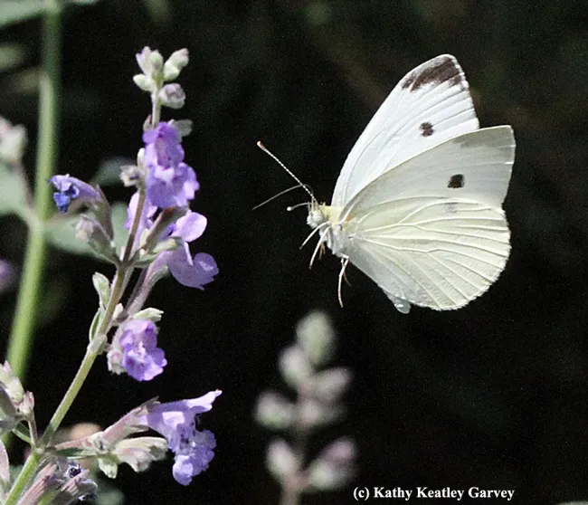 Cabbage white butterfly in mid-flight. (Photo by Kathy Keatley Garvey)