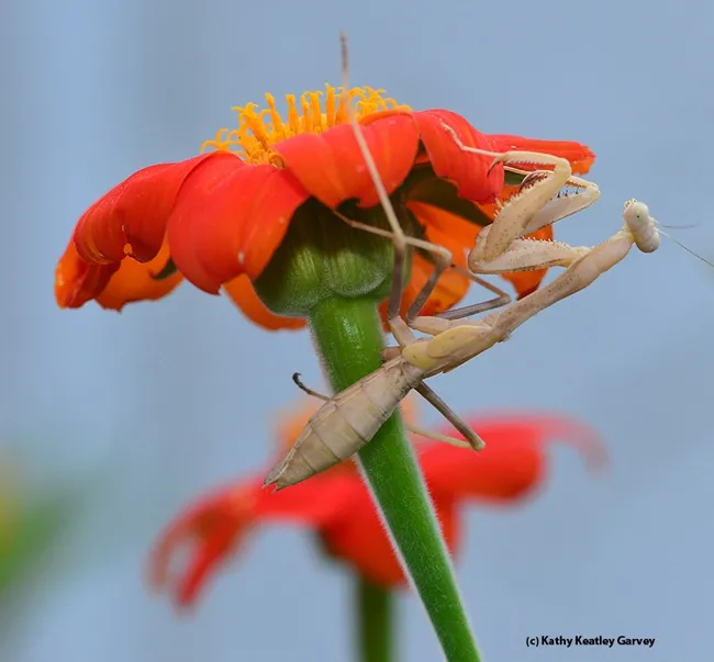Praying mantis hides beneath the petals of a Mexican sunflower. (Photo by Kathy Keatley Garvey)