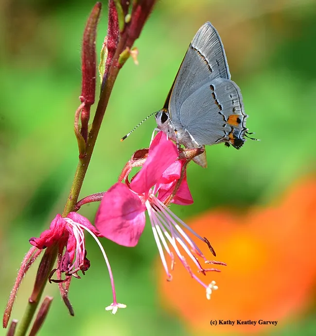 Gray Hairsteak, Strymon melinus, nectaring guara. (Photo by Kathy Keatley Garvey)