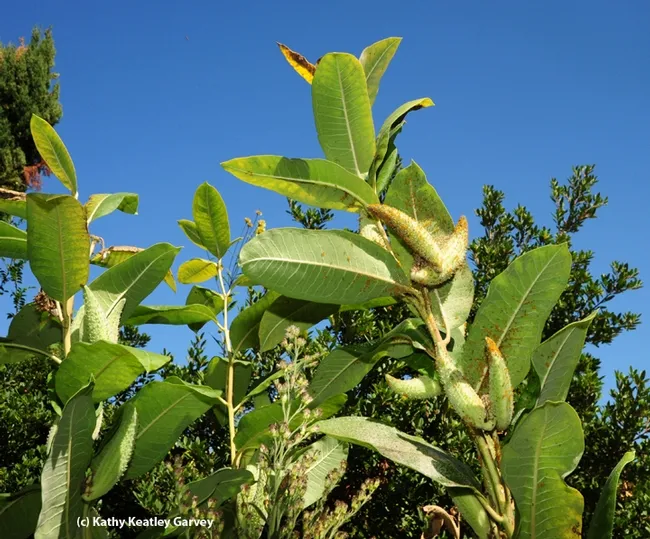 This is milkweed, the monarch's host plant. (Photo by Kathy Keatley Garvey)