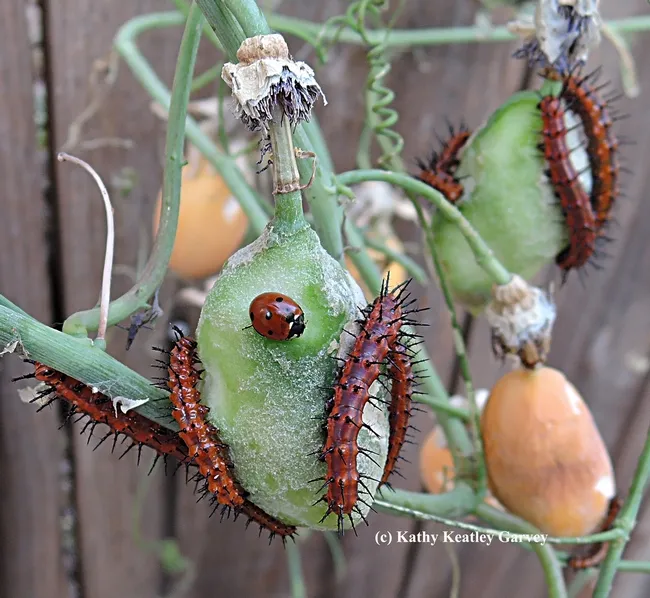 Lady beetle, aka ladybug, with its new "friends"--Gulf Fritillary caterpillars. (Photo by Kathy Keatley Garvey)