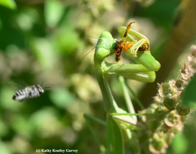 The leafcutter bee targets the praying mantis. (Photo by Kathy Keatley Garvey)