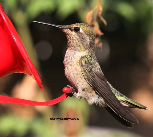 A hummingbird pauses in between sips. (Photo by Kathy Keatley Garvey)