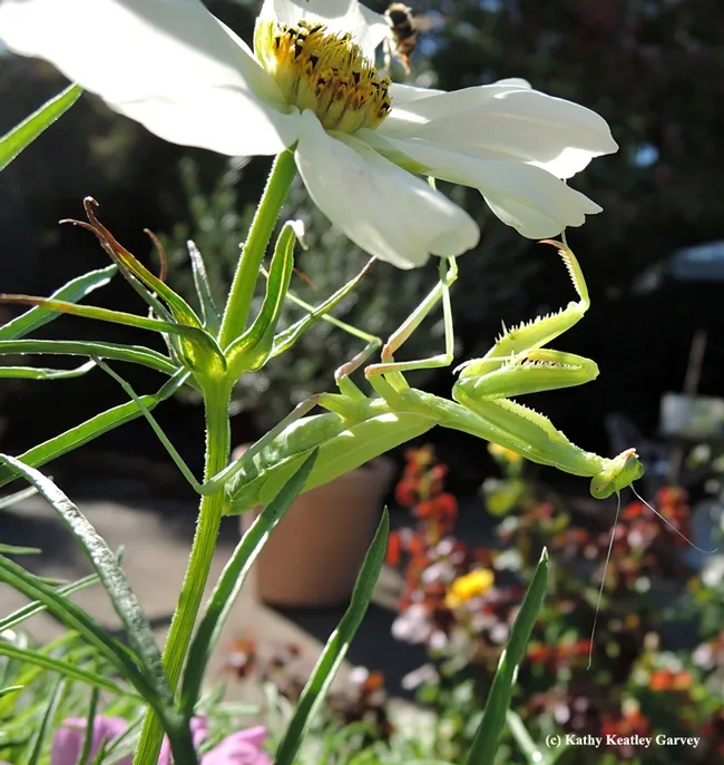 A little aerobics under the cosmos, as a bee does a flyover. (Photo by Kathy Keatley Garvey)
