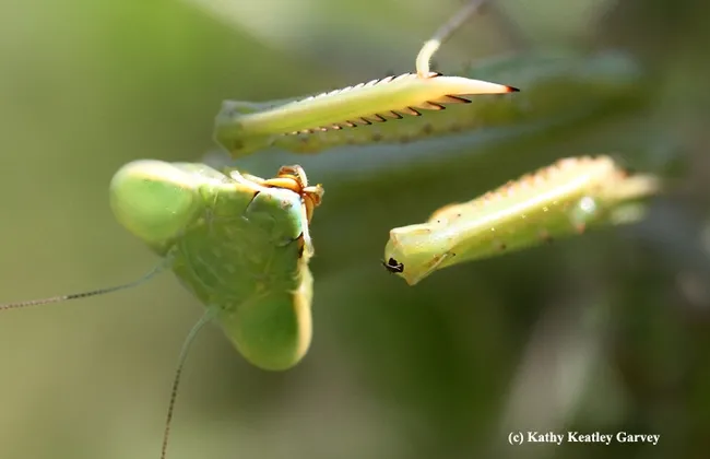 It's not "Say cheese!" It's "Say bee!" (Photo by Kathy Keatley Garvey)