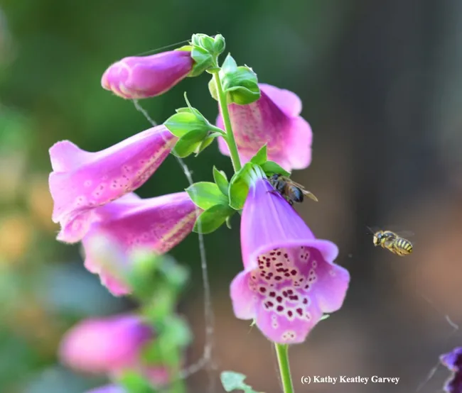 Male European carder bee (right) targeting a honey bee that is seeking nectar from a hole drilled by a carpenter bee. (Photo by Kathy Keatley Garvey)