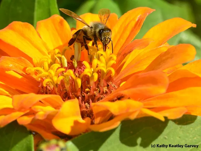A sip of nectar from a zinnia. (Photo by Kathy Keatley Garvey)