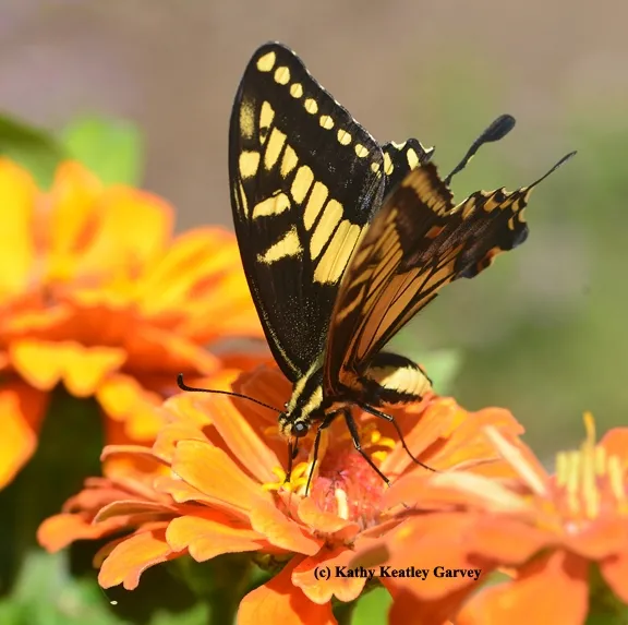 Anise Swallowtail nectaring on zinnia. (Photo by K