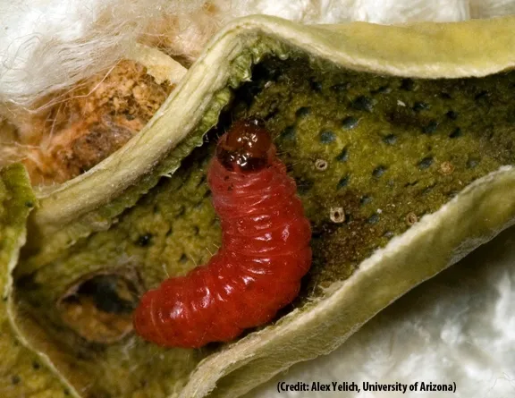 The pink bollworm, a global pest of cotton, has evolved resistance to genetically modified cotton in India, but not in Arizona where farmers have planted refuges of conventional cotton to reduce selection for resistance. (Photo by Alex Yelich, University of Arizona)