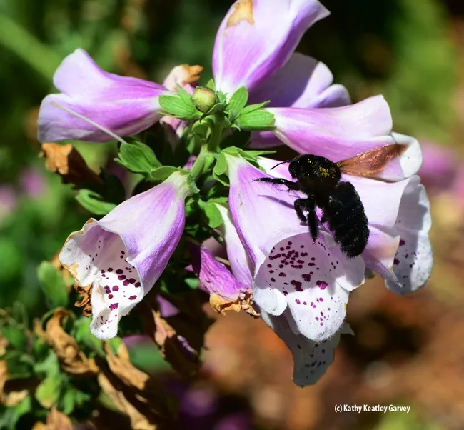 A Valley carpenter bee about to drill a hole. (Photo by Kathy Keatley Garvey)