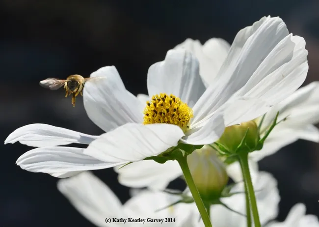 All the right moves. (Photo by Kathy Keatley Garvey)