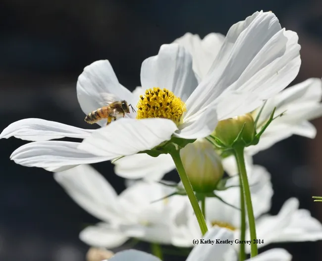 The grand entrance. (Photo by Kathy Keatley Garvey)