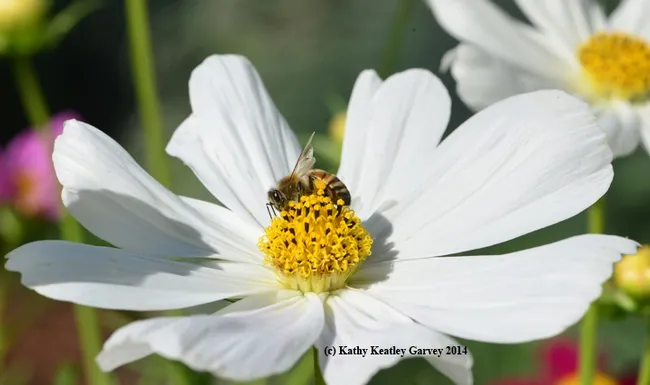 The reward: nectar and pollen. (Photo by Kathy Keatley Garvey)