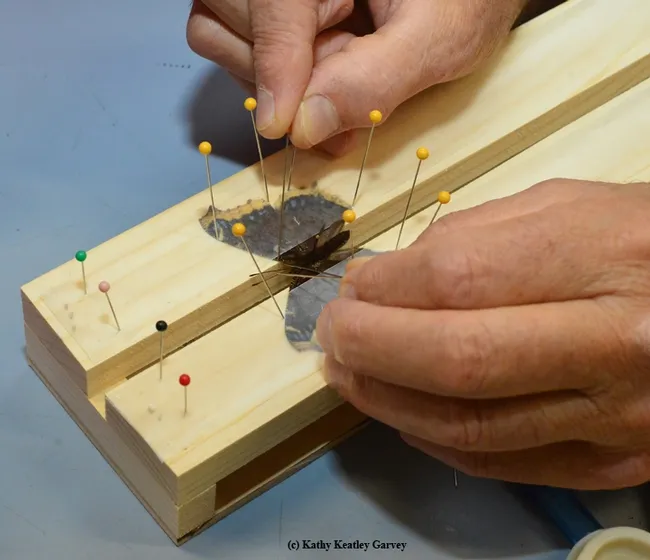 Close-up of the project. (Photo by Kathy Keatley Garvey)