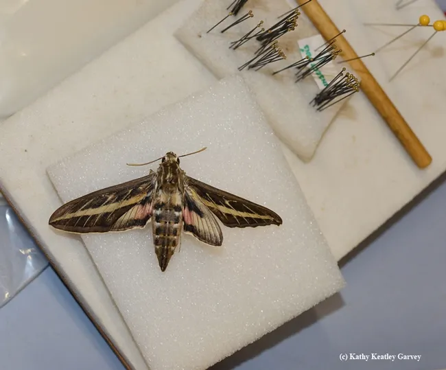 A white-lined sphinx moth, Hyles lineata. (Photo by Kathy Keatley Garvey)