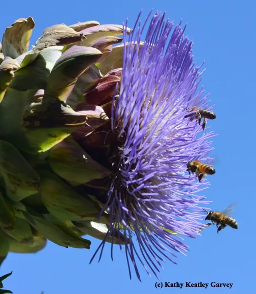 Honey bee "squadron" aiming for the flowering artichokes. (Photo by Kathy Keatley Garvey)