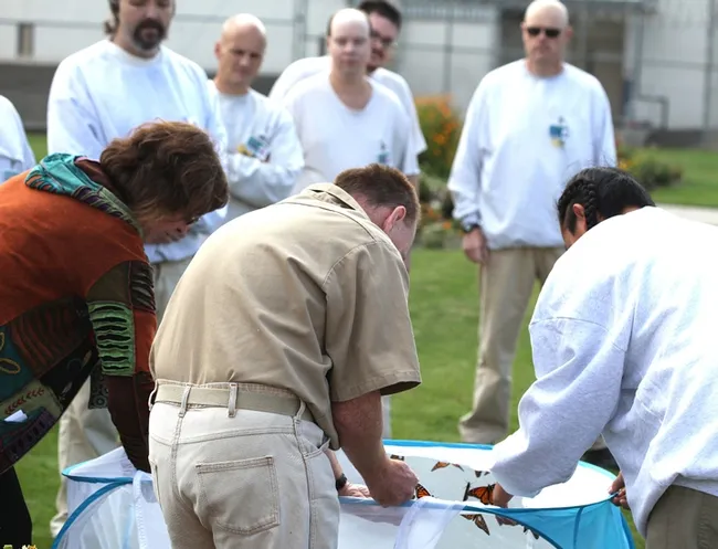 Inmates at the Washington State Penitentiary, Walla Walla, rear most of the Monarchs. The photo, taken during a WSU Media Day, shows the release of the butterflies. (Photo by David James)