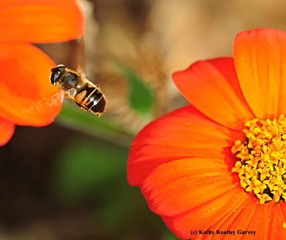 Drone fly heads for another blossom. (Photo by Kathy Keatley Garvey)