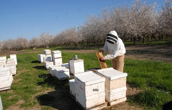 Michael "Kim" Fondrk of UC Davis tends Robert Page's bees in a Dixon, Calif. almond orchard. (Photo by Kathy Keatley Garvey)