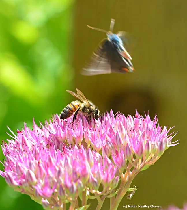 Too close for comfort. The Gray Hairstreak takes off. (Photo by Kathy Keatley Garvey)