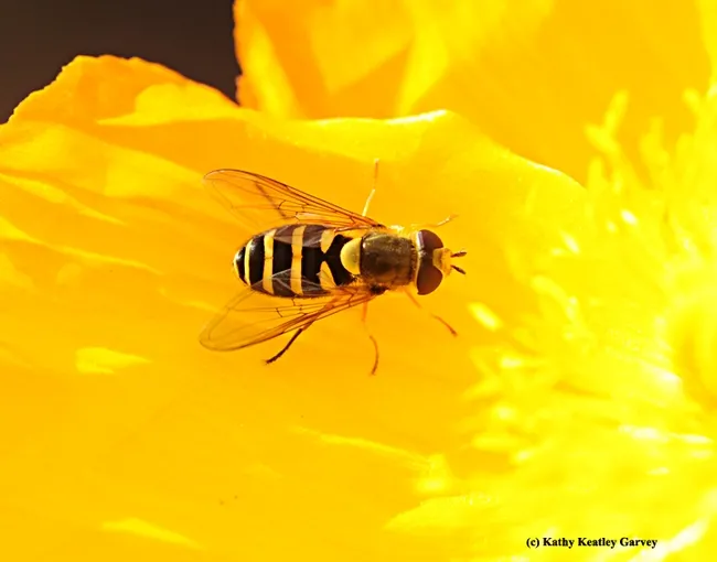 A syrphid fly, aka hover fly or flower fly, on an Iceland Poppy. (Photo by Kathy Keatley Garvey)