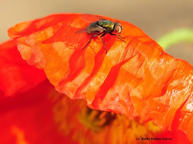 A green bottle fly soaking up sunshine. (Photo by Kathy Keatley Garvey)