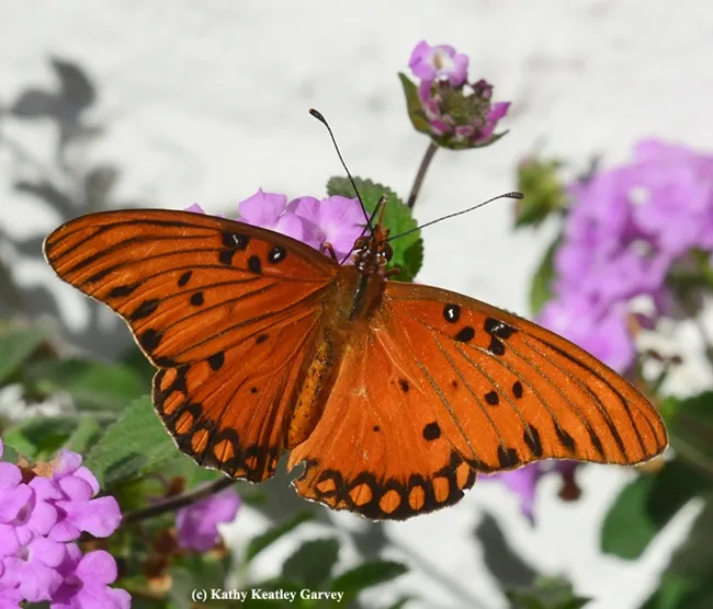 A Gulf Fritillary butterfly nectaring on lantana on Black Friday. (Photo by Kathy Keatley Garvey)