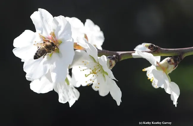 Honey bee pollinating an almond blossom. (Photo by Kathy Keatley Garvey)