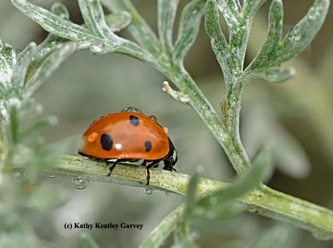 Rain drops falling on a lady beetle, aka ladybug. (Photo by Kathy Keatley Garvey)