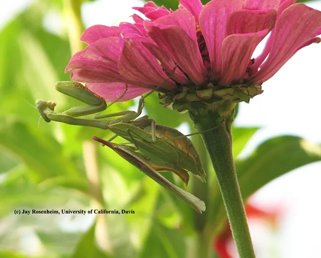 This photo by Professor Jay Rosenheim of UC Davis shows sexual cannibalism. The female (larger one) has just chomped off the head of the male, during sexual reproduction.
