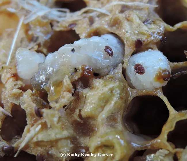 Varroa mites: Public Enemy No. 1. (Photo by Kathy Keatley Garvey)