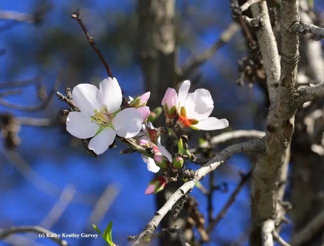 An almond tree at the Benicia State Recreation Area was blooming on Christmas Day. (Photo by Kathy Keatley Garvey)