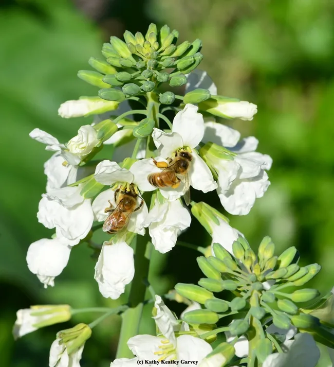 Honey bees working the broccoli blossoms in the Avant Community Garden, Benicia, on Christmas Day. (Photo by Kathy Keatley Garvey)