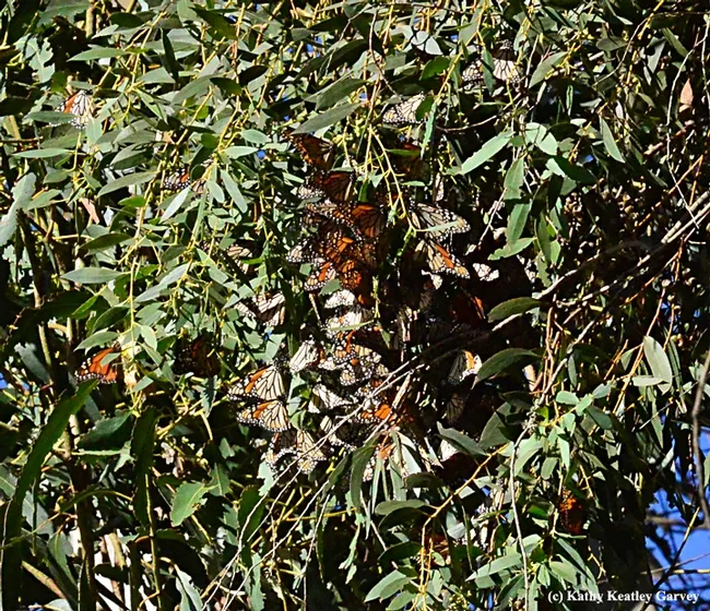 Sun rays light up the cluster. (Photo by Kathy Keatley Garvey)