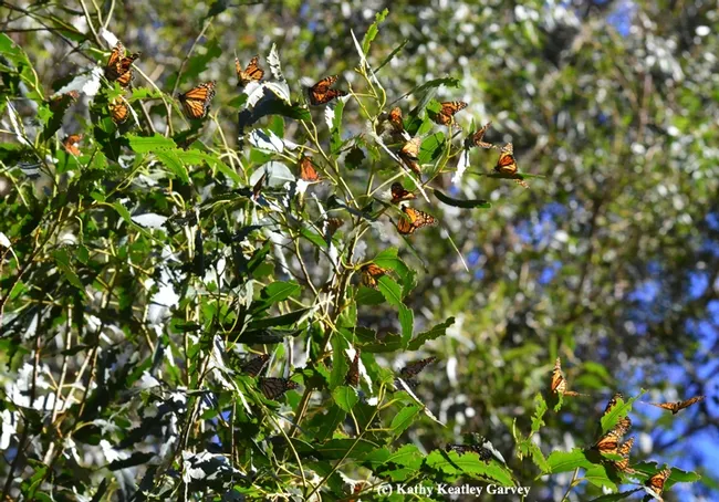 Close-up of monarchs in flight. (Photo by Kathy Keatley Garvey)