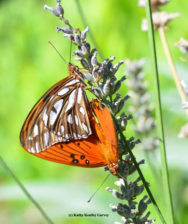 A showstopping move and a show of orange. (Photo by Kathy Keatley Garvey)
