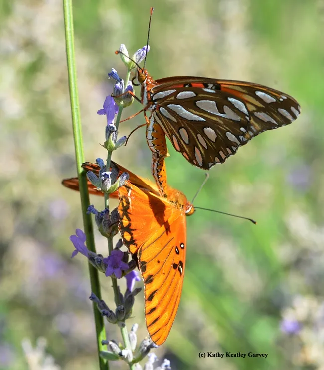 Soon there will be eggs, larvae, chrysalids and more adults. (Photo by Kathy Keatley Garvey)