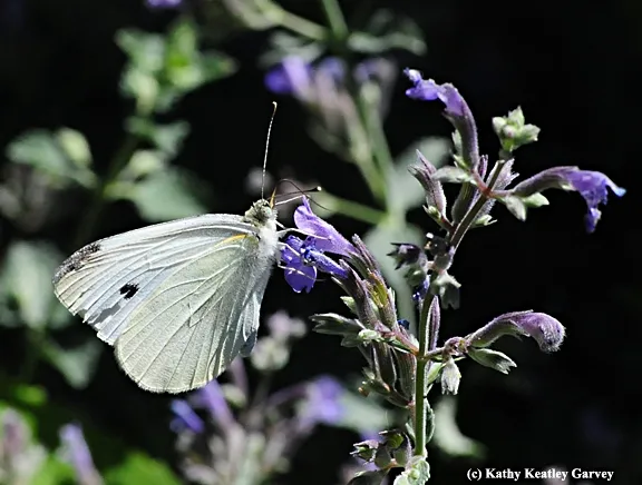 Cabbage white butterfly on catmint. (Photo by Kathy Keatley Garvey)